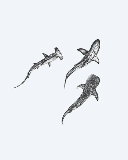 Three Sharks